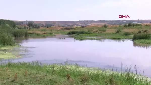 Dicle Nehri'ndeki Çöpler Hevsel Bahçeleri'ni Tehdit Ediyor