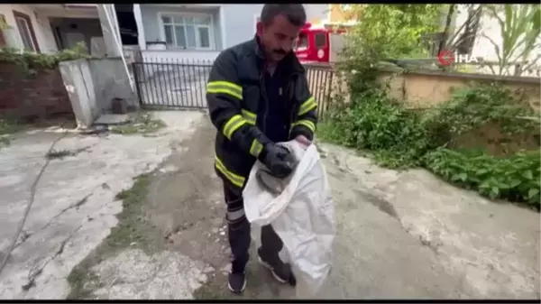 Korkutan yılan yakalanıp doğaya bırakıldı