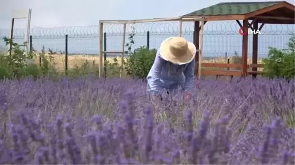 Renk cümbüşü tıbbi bitkiler doğal fotoğraf stüdyosu oluyor