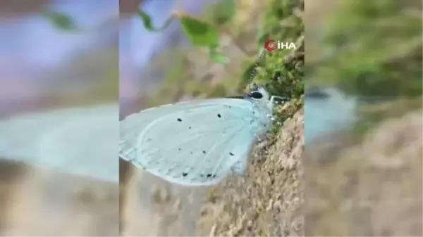 Endemik tür mavi kelebekler görüntülendi