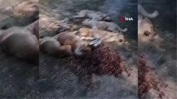 Yan yana sıralanmış 6 köpek ormanda ölü bulundu