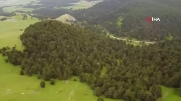 Amasya yaylaları İsviçre Alplerini aratmıyor