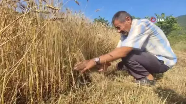 Keman Resitali ile Buğday Hasadı