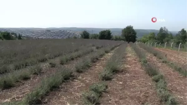 Beykoz'da 162 dönüm lavanta bahçesi