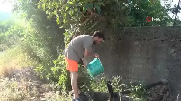 Narenciye üreticileri sıcakta hem ağaçları hem de serinlemek için kendilerini suluyor