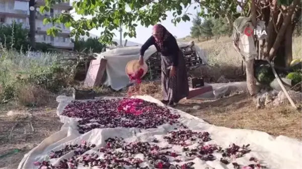 Deve gülü ekmek kapısı oldu