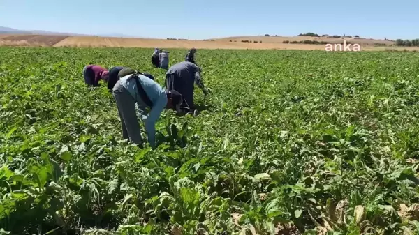 Yozgat'a mevsimlik tarım işçileri az geldi