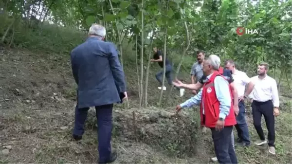 Samsun'da fındık bahçelerinde rehabilitasyon çalışmaları yürütülüyor