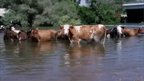 Çobanlar sıcaktan bunalan sürüleri Tunca Nehri'nde serinletiyor