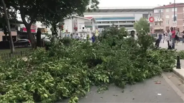 Kadıköy'de şiddetli rüzgar ağacı devirdi