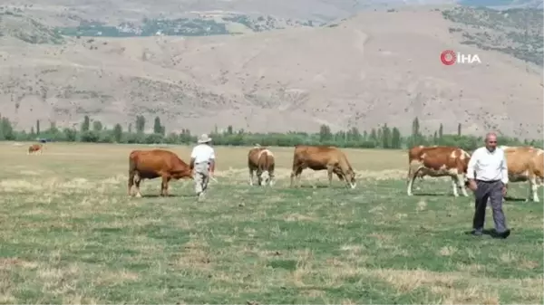 Besiciler Sıcaktan Etkilenen Büyükbaş Hayvanlarını Gölette Serinletiyor