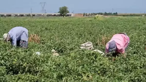 Bursa'da Çalışan Mevsimlik Tarım İşçisi, Barındıkları Koşullardan Yakındı: 