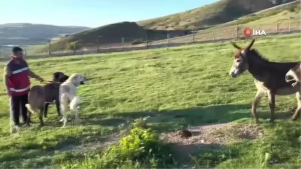 Çiftlikteki Eşeğin Köpeği Kovalaması Viral Oldu