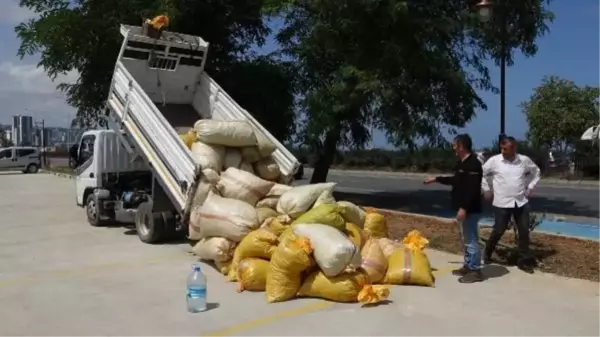 Karadeniz Bölgesi'nde Fındık Üreticileri Ürünlerini Kurutmak İçin Sahil Yolunu Kullanıyor