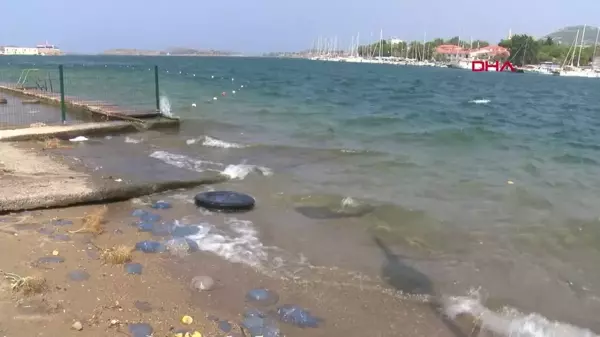 Foça Sahillerinde Denizanası Yoğunluğu