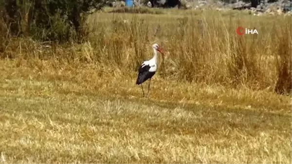 Sıcak Havalar Leylekleri Etkiliyor