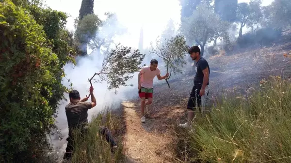 Aydın'ın Söke ilçesinde zeytinlik alanda yangın çıktı