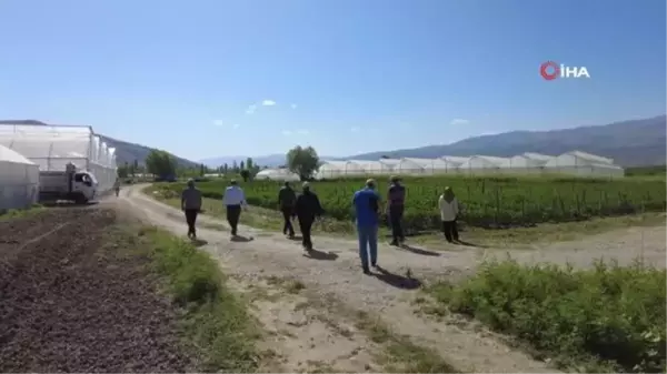 Erzincan'da atıl araziler tarıma kazandırılıyor - Tatlısu köyünde böğürtlen yetiştiriciliği