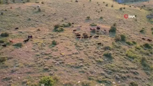 Başkentte Karadeniz'i aratmayan yayla: Kalecik Şeyh Mahmut Yaylası