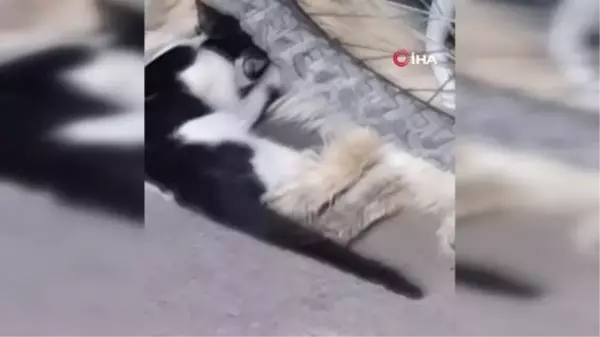 Söke'de yavru kediyi emziren köpek yürekleri ısıttı