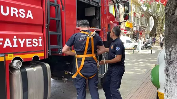 152 yıllık anıt ağaçta mahsur kalan kuş itfaiye ekipleri tarafından kurtarıldı