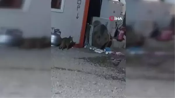 Ayının kediyle yemek kavgası kamerada