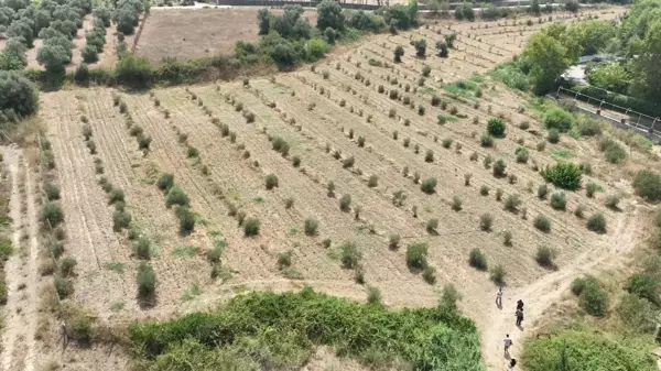 Buca Belediyesi Tıbbi Adaçayı İhraç Edecek