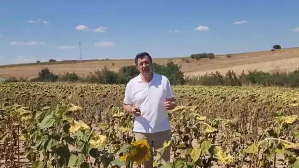 Trakya Birlik, ayçiçeği taban alım fiyatını açıklamadı