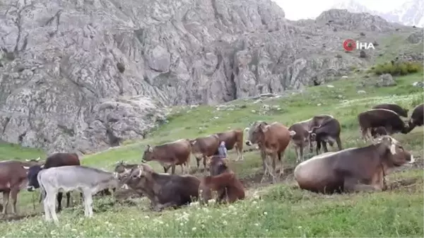 Nesli tükenme tehlikesindeki dağ keçileriyle inek sürüsü bir arada