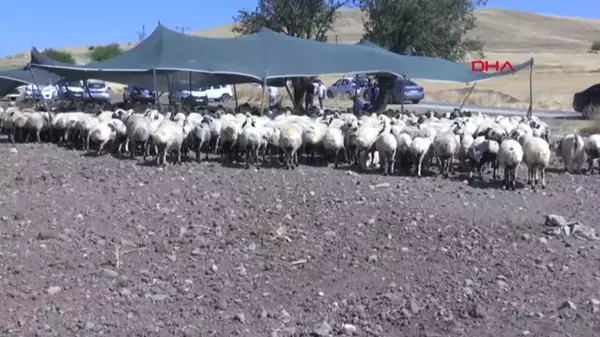 Elazığ'da 'koç katımı' töreni düzenlendi