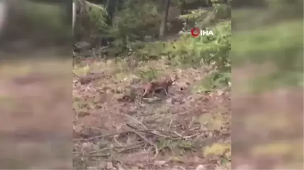 Nesli tükenme tehlikesinde olan vaşak ile karşılaştı, sohbeti gülümsetti