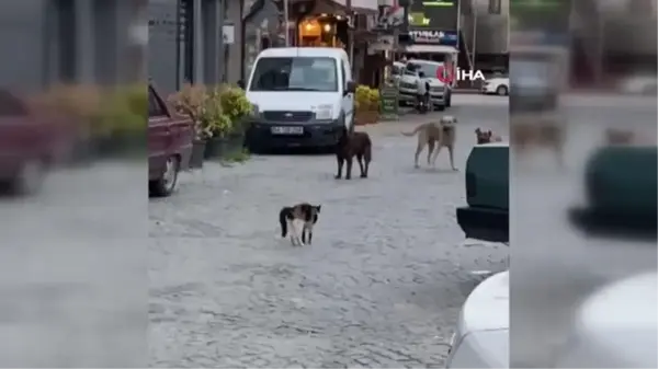 Cesur kedi boyundan büyük 3 köpeğe kafa tutup sokaktan geçirmedi