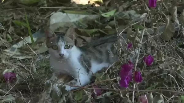 Antalya Büyükşehir Belediyesi Sahipsiz Hayvanlara İlaçlama Yaptı