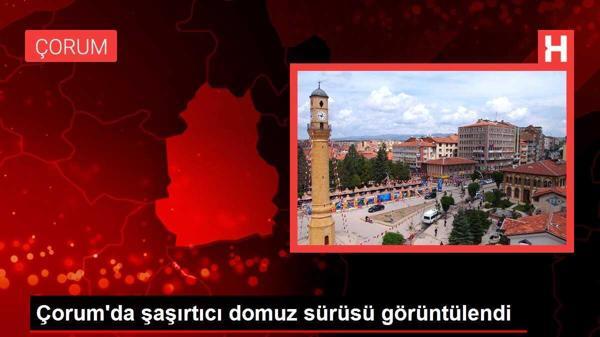 Çorum'da şaşırtıcı domuz sürüsü görüntülendi