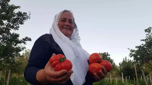 Safranbolu'da yerli ve coğrafi işaret tescilli maniye domatesinin hasadı başladı