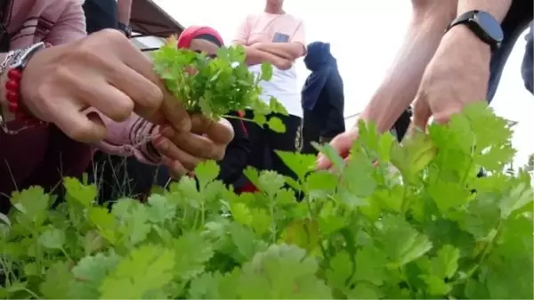 Engellilerin Yetiştirdiği Sebzeler Hasat Edildi, Lunaparkta Kutlama Yapıldı