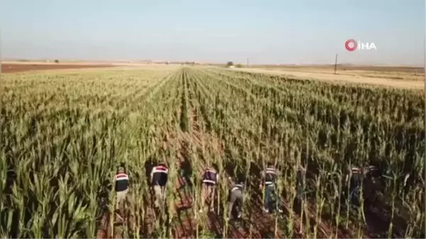 Sınırdaki mısır tarlasında 160 bin kök kenevir bitkisi bulundu