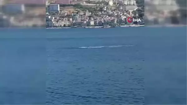 Gemlik Körfezi'nde Yunusların Şovu