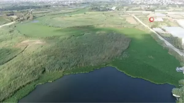 Boyutları 1 metreyi bulan su sümbülleri Asi Nehri'ni adeta esir aldı