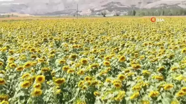 Ayçiçek Yağı Üretimi Sivas'ta İzdihama Neden Oluyor