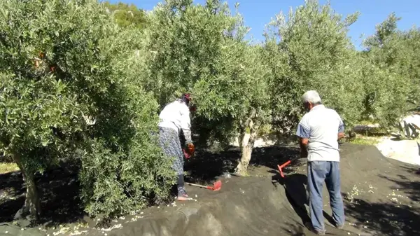 Mersin'de Yılın İlk Zeytin Hasadı Başladı