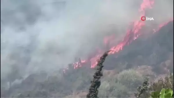 Aydın'ın Söke ilçesinde çıkan yangın kontrol altına alındı