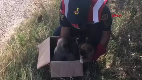 Edirne'de terk edilmiş 5 yavru köpek bulundu