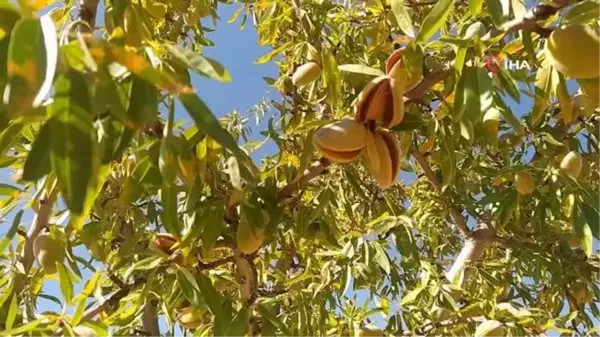 Sivas'ta yapılamaz denileni başardı, 10 yılın ardından hasada başladı