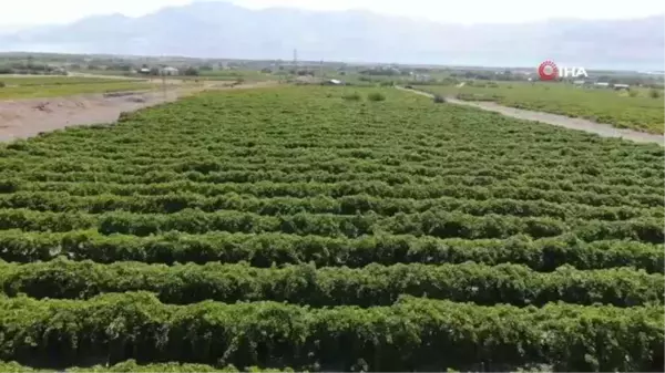 Elazığ'da 120 bin dönümde üzüm hasadı başladı