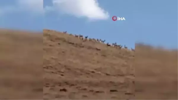 Hakkari Dağlarında Dağ Keçileri Sürüsü Görüldü