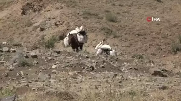 Şırnak'ta yaylalardan heliz otu toplanıyor