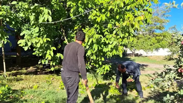 Bitlis Adilcevaz ilçesinde Adilcevaz cevizinin hasadı başladı