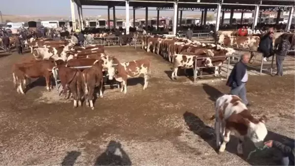 Yozgat'ta Şap Hastalığı Nedeniyle Kapatılan Canlı Hayvan Pazarları Yeniden Açıldı