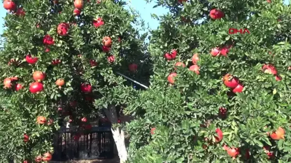 Kilis'te 10 Bin Dekarlık Nar Hasadı Başladı